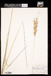 Sorghastrum nutans image