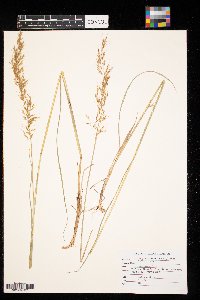 Sorghastrum nutans image