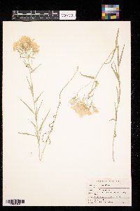 Phlox pilosa image