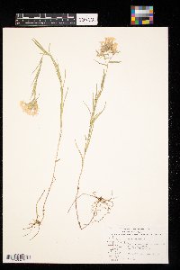 Phlox pilosa image