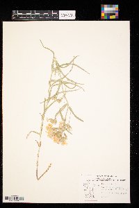 Phlox pilosa image