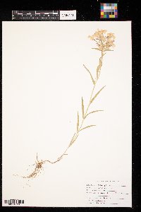 Phlox pilosa image