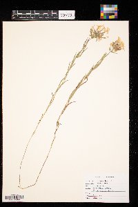 Phlox pilosa image