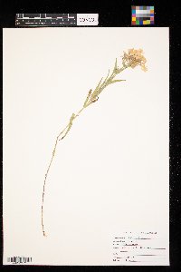 Phlox pilosa image