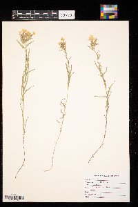 Phlox pilosa image