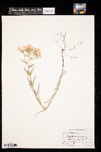 Phlox pilosa image