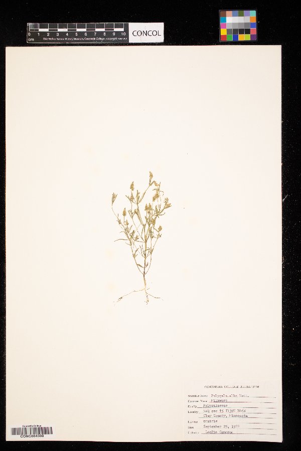 Polygala image