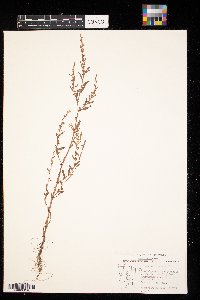 Polygonum aviculare image