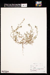 Polygonum aviculare image