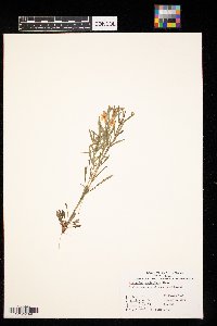 Lysimachia quadriflora image