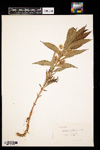 Lysimachia thyrsiflora image