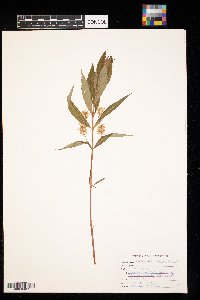 Lysimachia thyrsiflora image