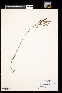 Lysimachia thyrsiflora image