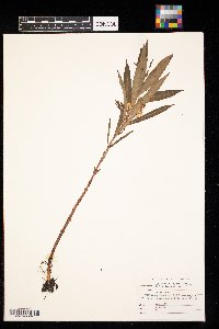 Lysimachia thyrsiflora image