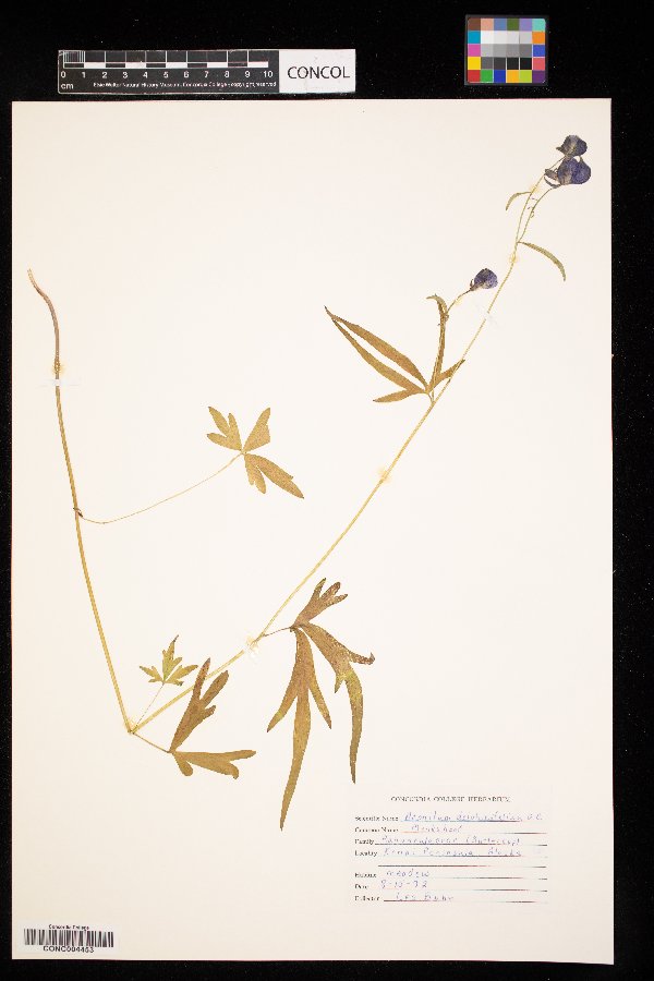 Aconitum delphiniifolium image