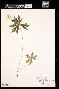 Anemone canadensis image