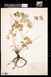 Aquilegia canadensis image