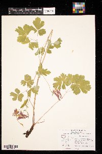 Aquilegia canadensis image