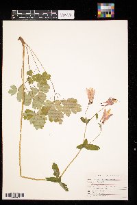 Aquilegia canadensis image