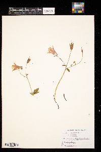 Aquilegia canadensis image