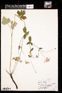 Aquilegia canadensis image