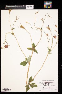 Aquilegia canadensis image