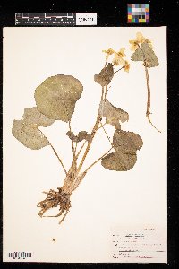 Caltha palustris image