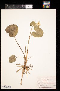 Caltha palustris image