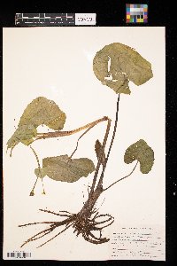 Caltha palustris image