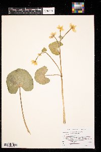 Caltha palustris image