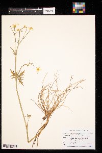 Ranunculus acris image