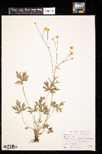 Ranunculus hispidus image