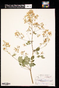 Thalictrum dasycarpum image