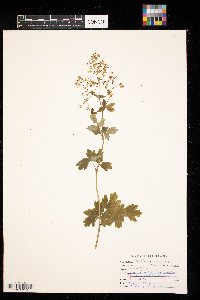 Thalictrum dasycarpum image