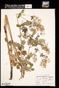 Thalictrum dasycarpum image