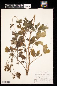 Thalictrum dasycarpum image