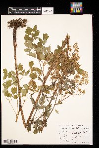 Thalictrum dasycarpum image