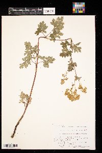 Thalictrum dasycarpum image