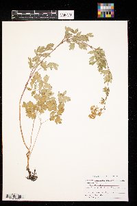 Thalictrum dasycarpum image