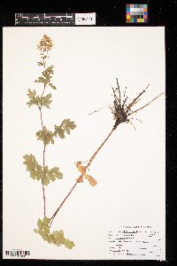 Thalictrum dasycarpum image