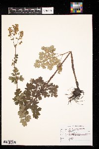 Thalictrum venulosum image