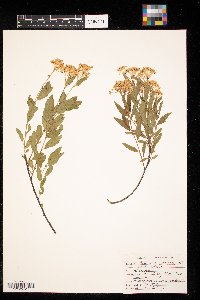 Ceanothus herbaceus image