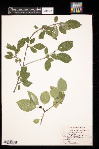 Rhamnus cathartica image