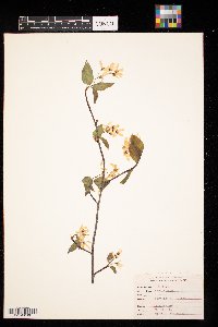 Amelanchier arborea x canadensis image