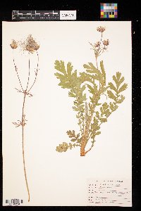 Geum triflorum image