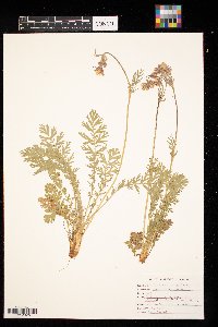 Geum triflorum image