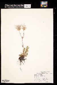 Geum triflorum image