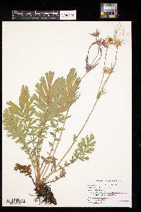 Geum triflorum image