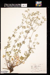 Potentilla argentea image