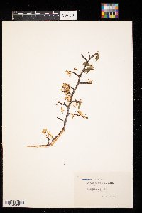 Prunus americana image